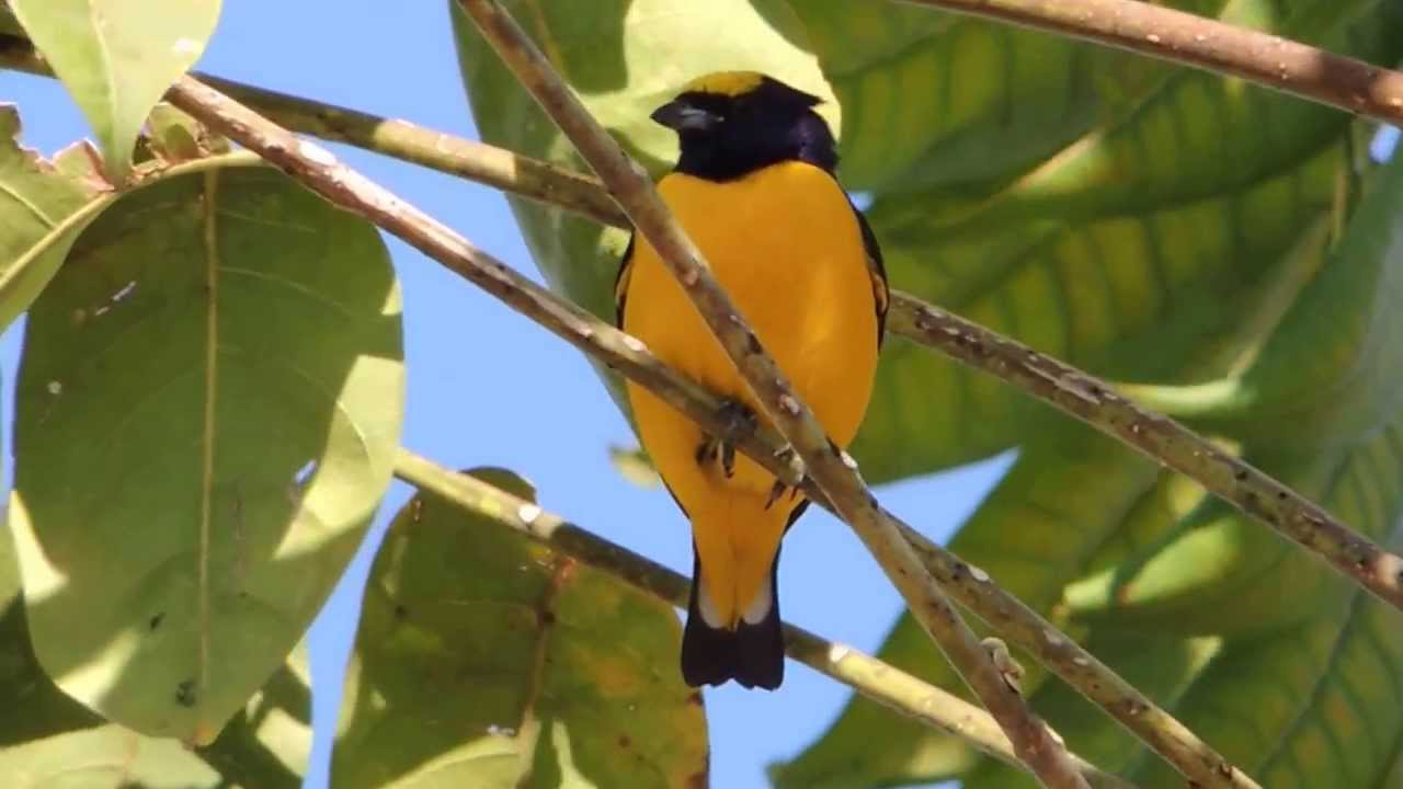 Aves de Venezuela - Ave de Barinas - Curru&ntilde;at&aacute; Saucito -