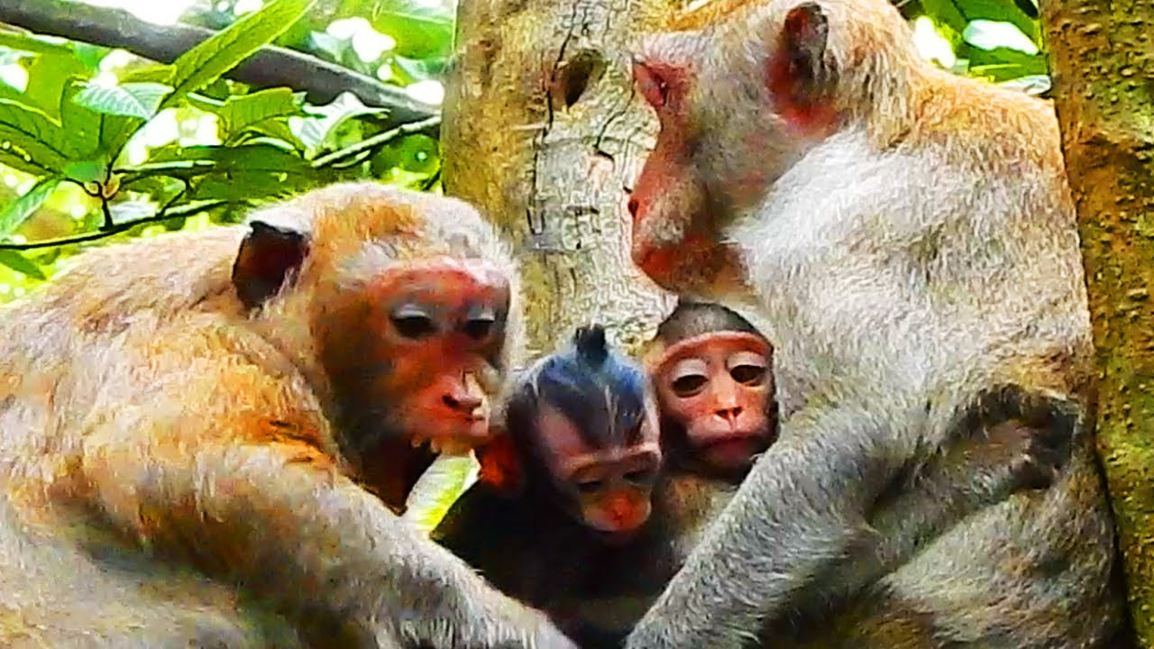 NEVER SEEN..! JANE MOM BREASTFEED TWO BABIES, SO WONDER MOM JANE/ DAISY MONKEY!