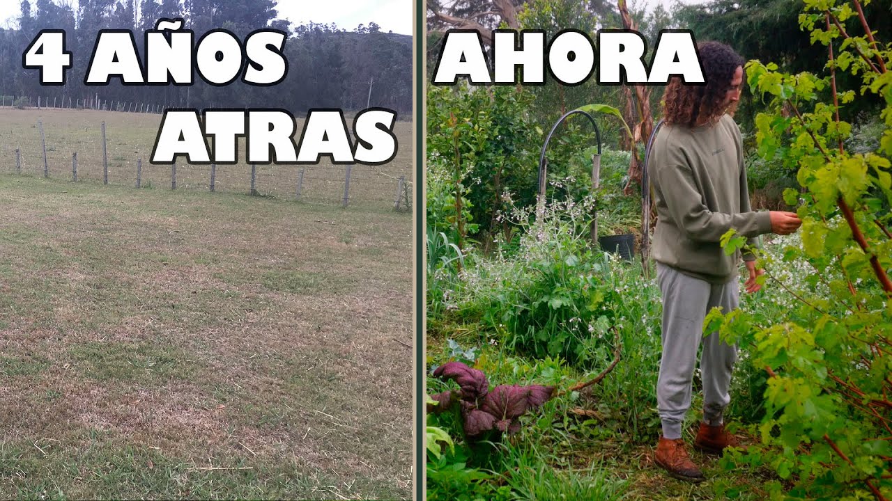 DE CAMPO PELADO a BOSQUE de ALIMENTOS - &Eacute;PICA TRANSFORMACI&Oacute;N en 4 A&ntilde;os Agroforesteria & Permacultura