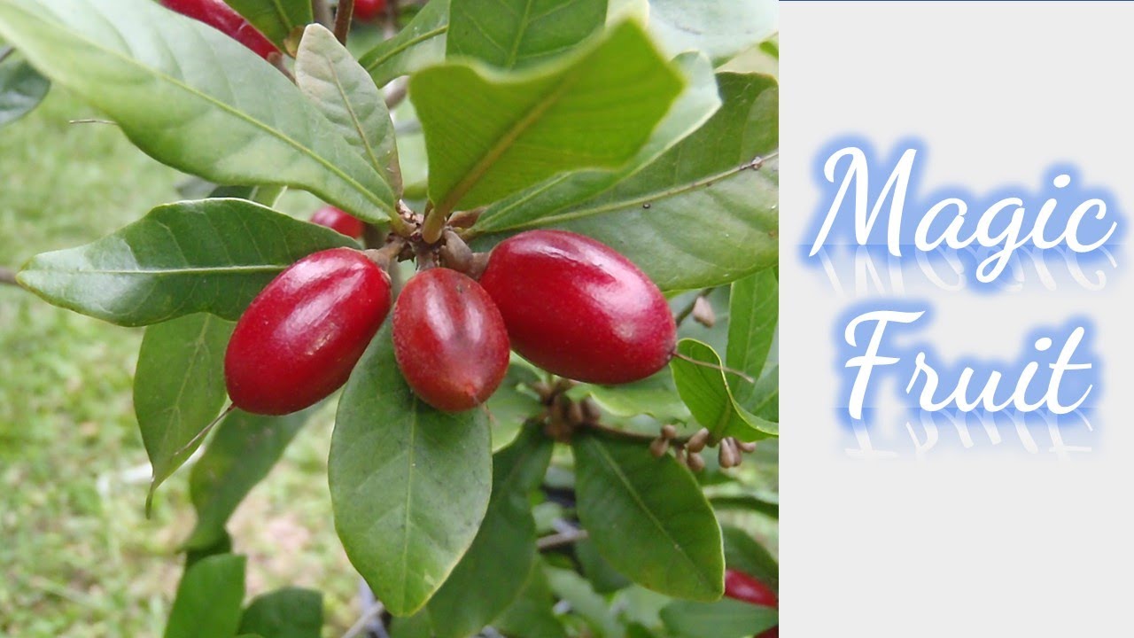 Magic Fruit Ready for Harvest #redfruit  #magicfruit  #miracleberry