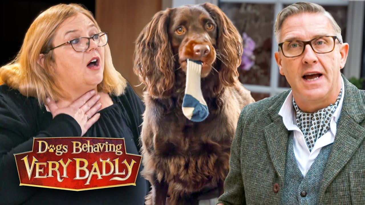 My Dog’s Sock Addiction Has Cost Me Thousands In Vet Bills | Dogs Behaving Very Badly
