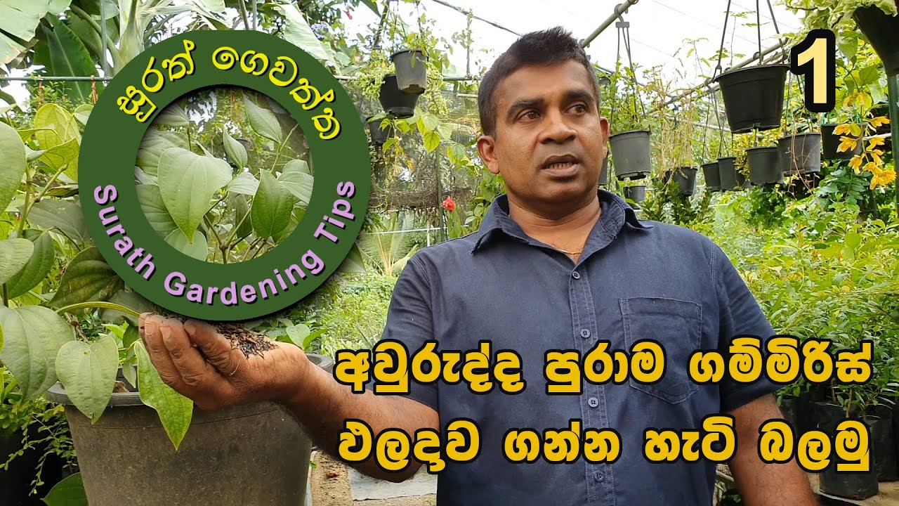 1.  පෝච්චියක ගම්මිරිස්  වගාව කරමු. | Lets plant Pepper in a pot.