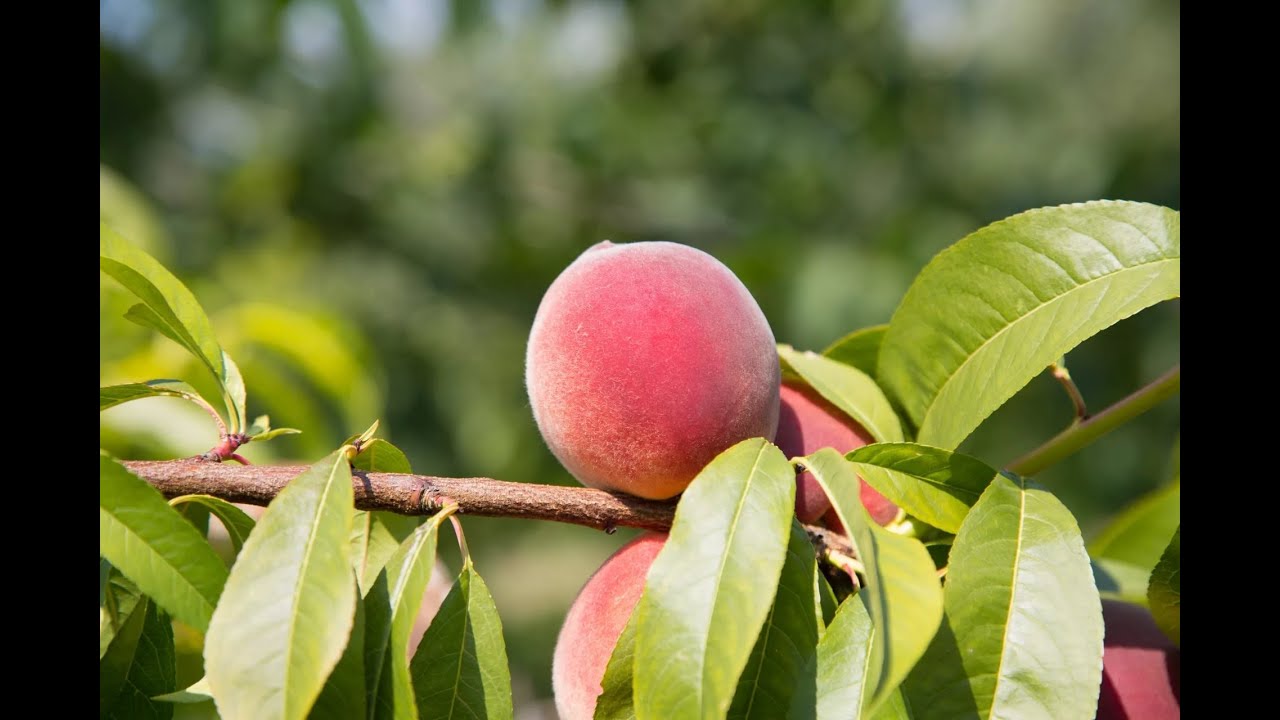 PIERSIC 9 soiuri de piersic populare pe care le puteti planta in gradina Livada Bio