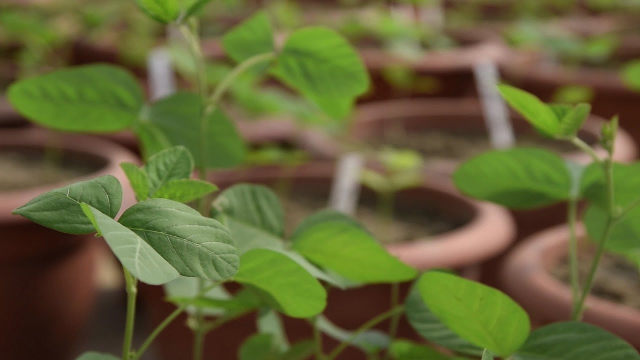 'Plant Stress Response' research