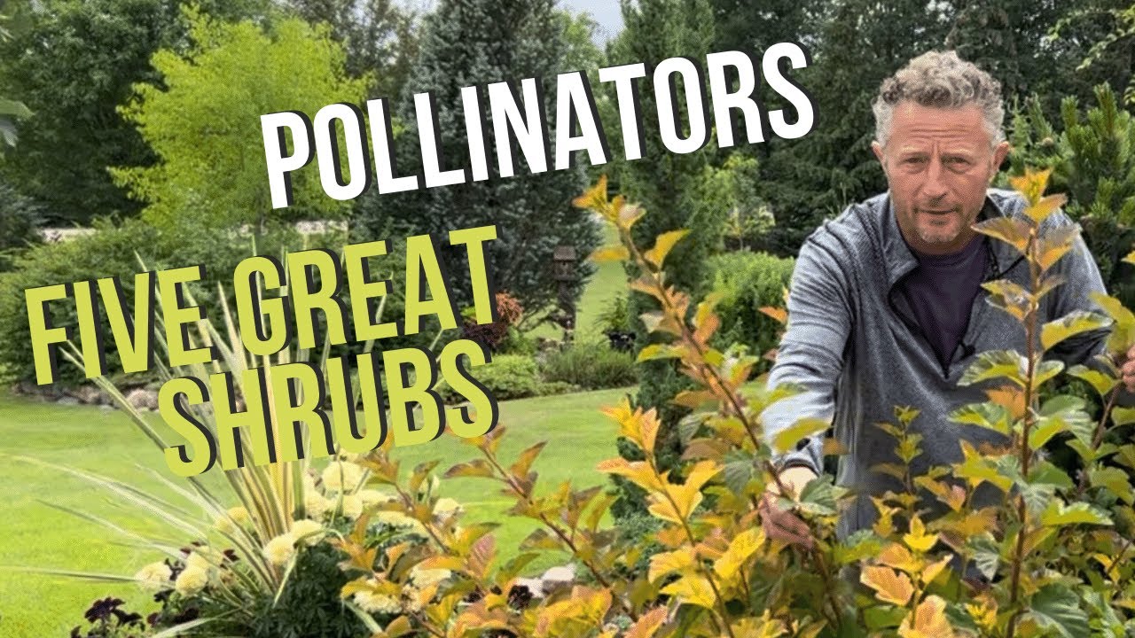 Five Shrubs That Attract Pollinators