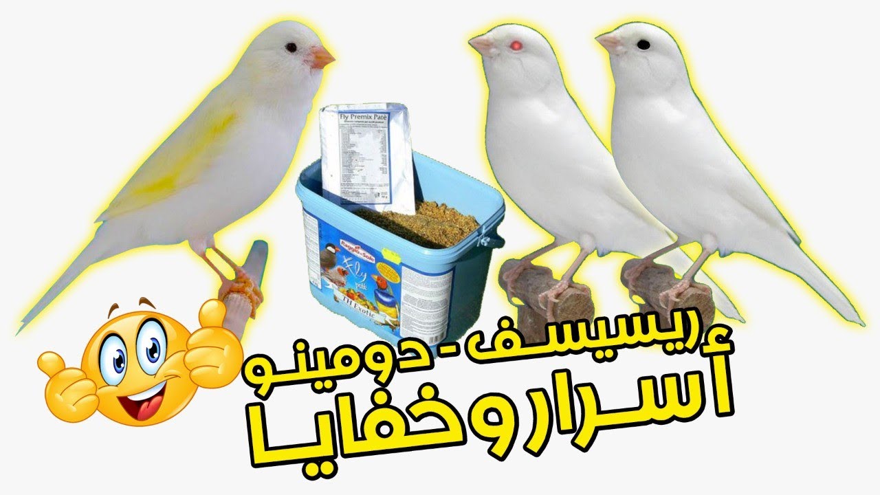 تعرف على كيفاش تنتج من كناري الريسيسيف أو دومينو بكل سهولة و تكون النتائج مضمونة🐦🐦🦜🦜🔥🔥