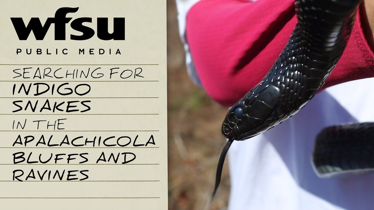 Searching for Indigo Snakes in the Apalachicola Bluffs and Ravines