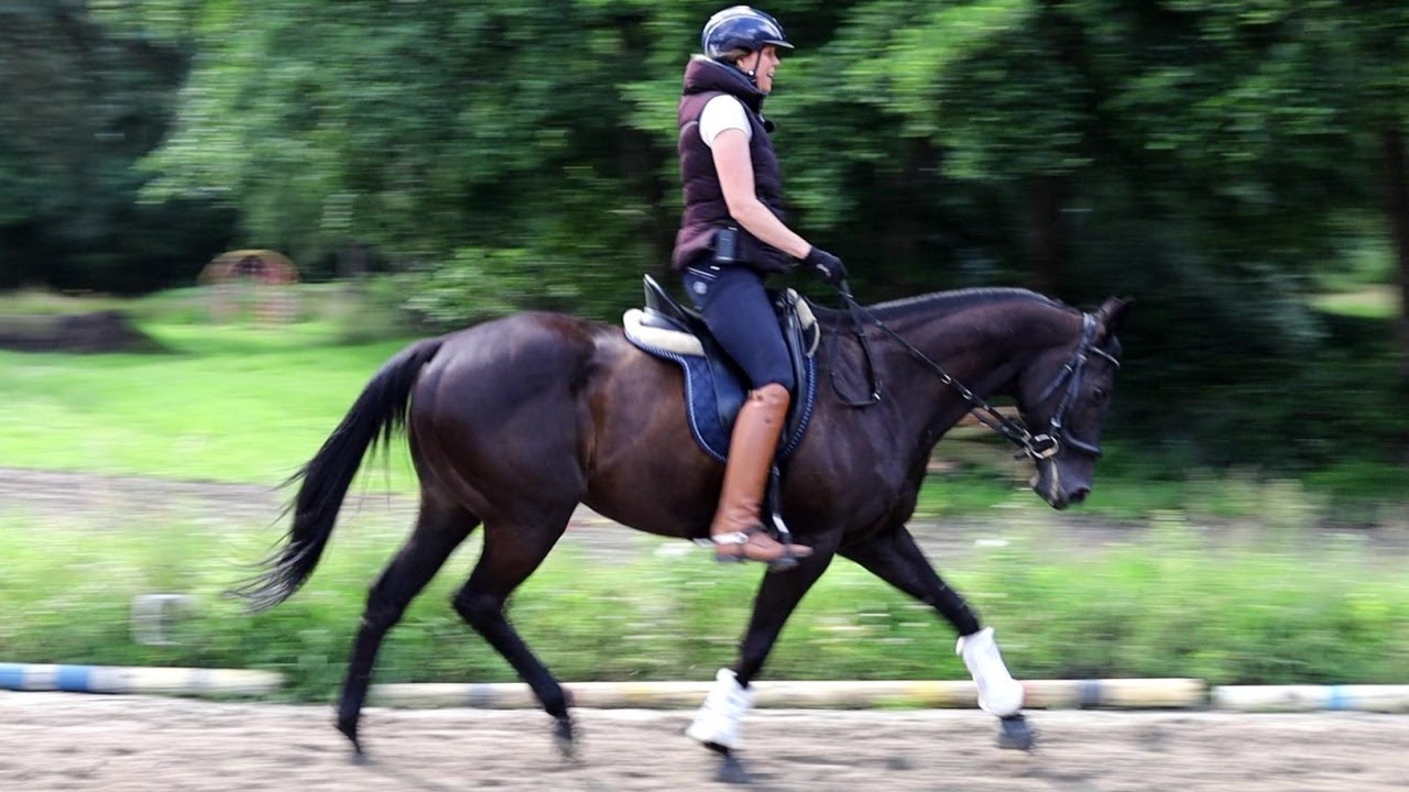 Ex - Galopper wird Familenpferd - Ariane Telgen hilft