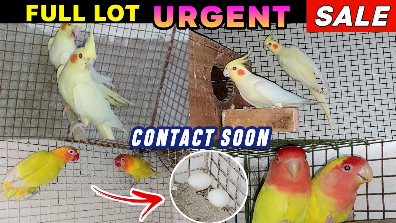 Cockateil & Lovebird Sale In Kolkata | Lutino Red Eye Cockateil/Lutino Fisher Lovebird Sale