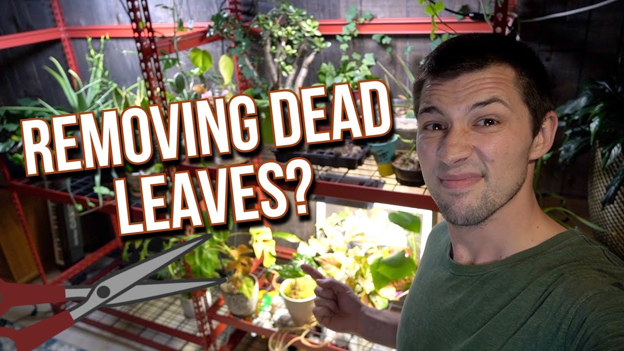 Removing BROWN or DEAD Leaves From HOUSEPLANTS! Good or Bad?!🌿