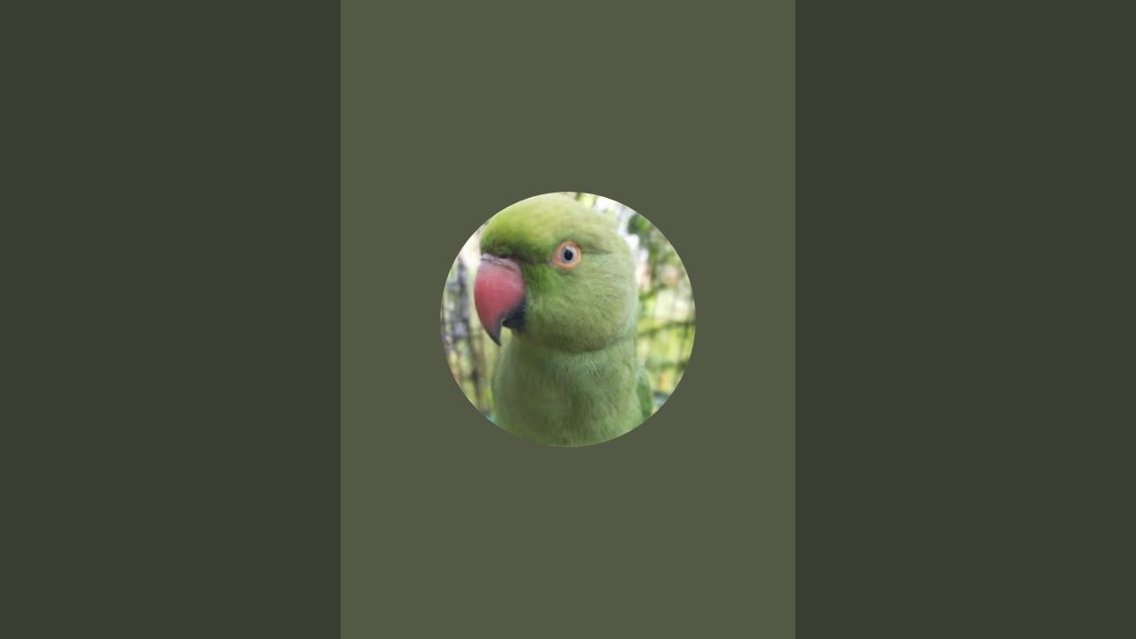 PARROT SOUNDS is live!