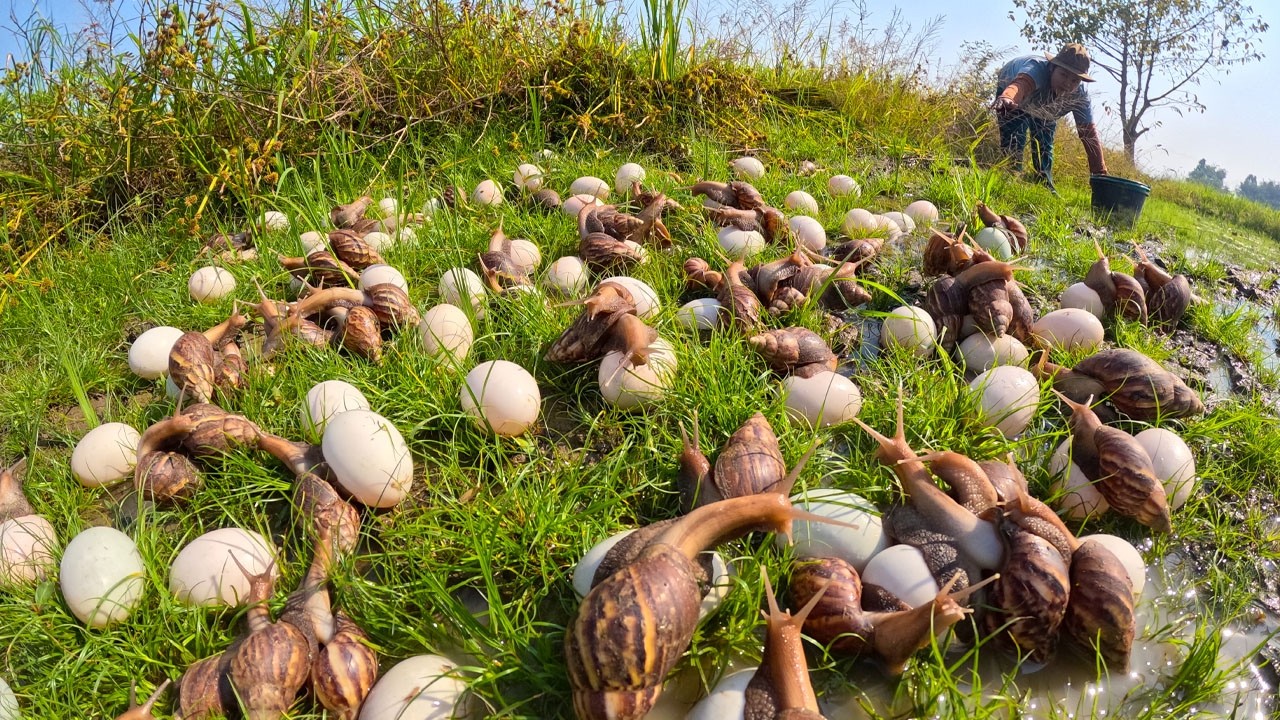 Massive Snail Egg Collection in the Rice Fields