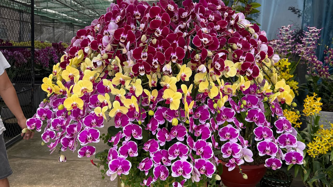 Live hồ điệp tại Vườn lan Lê Ngọc đang phát trực tiếp!