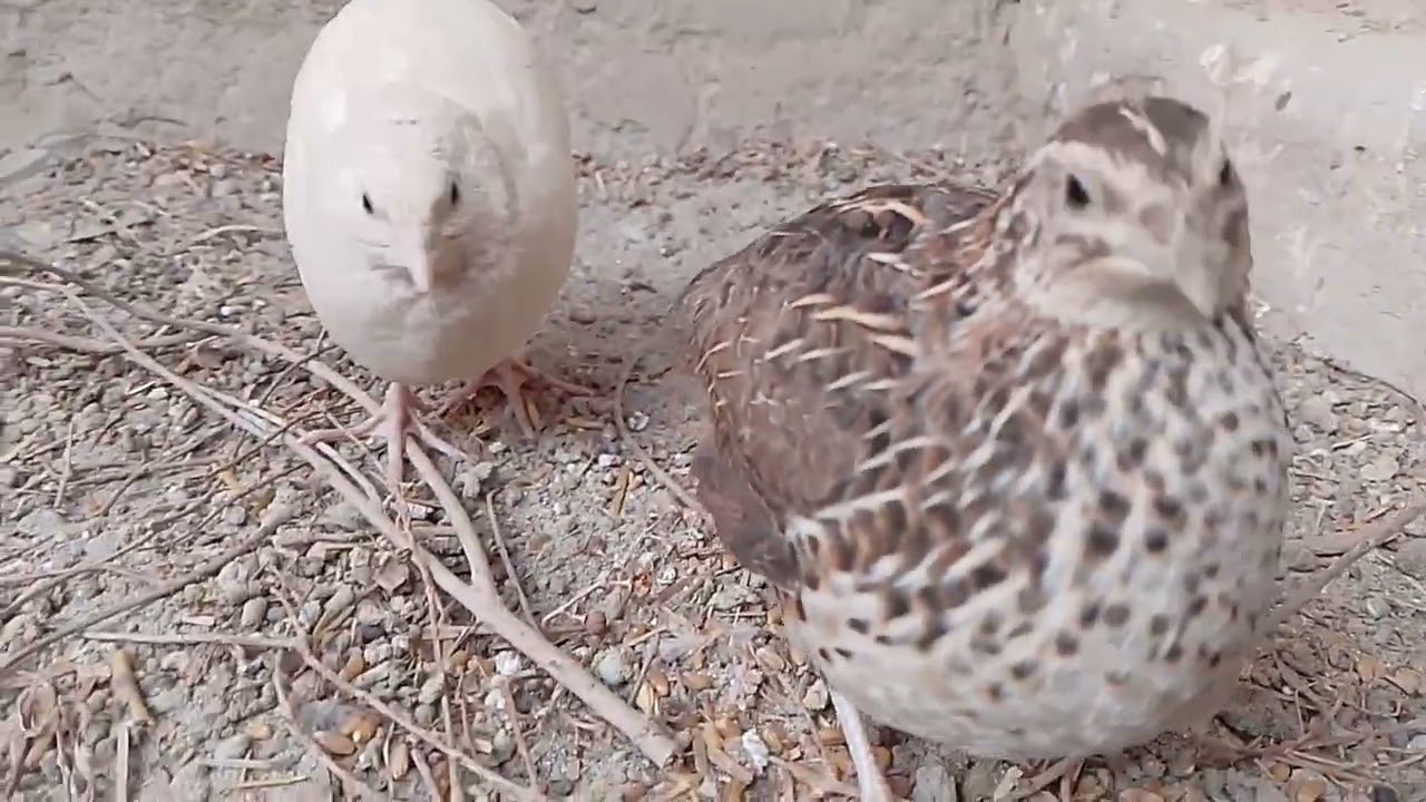 Happy quail🤣