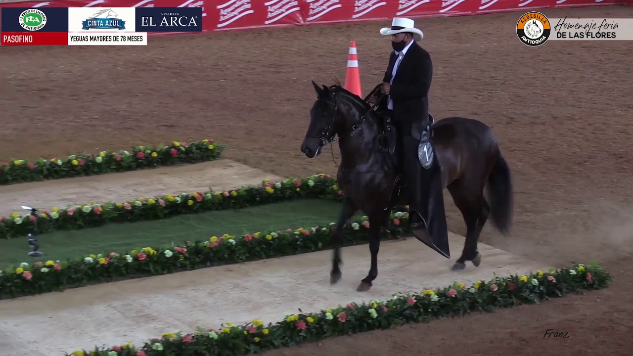 YEGUAS MAYORES DE 78 MESES PASO FINO Un homenaje a la Expointernacional equina