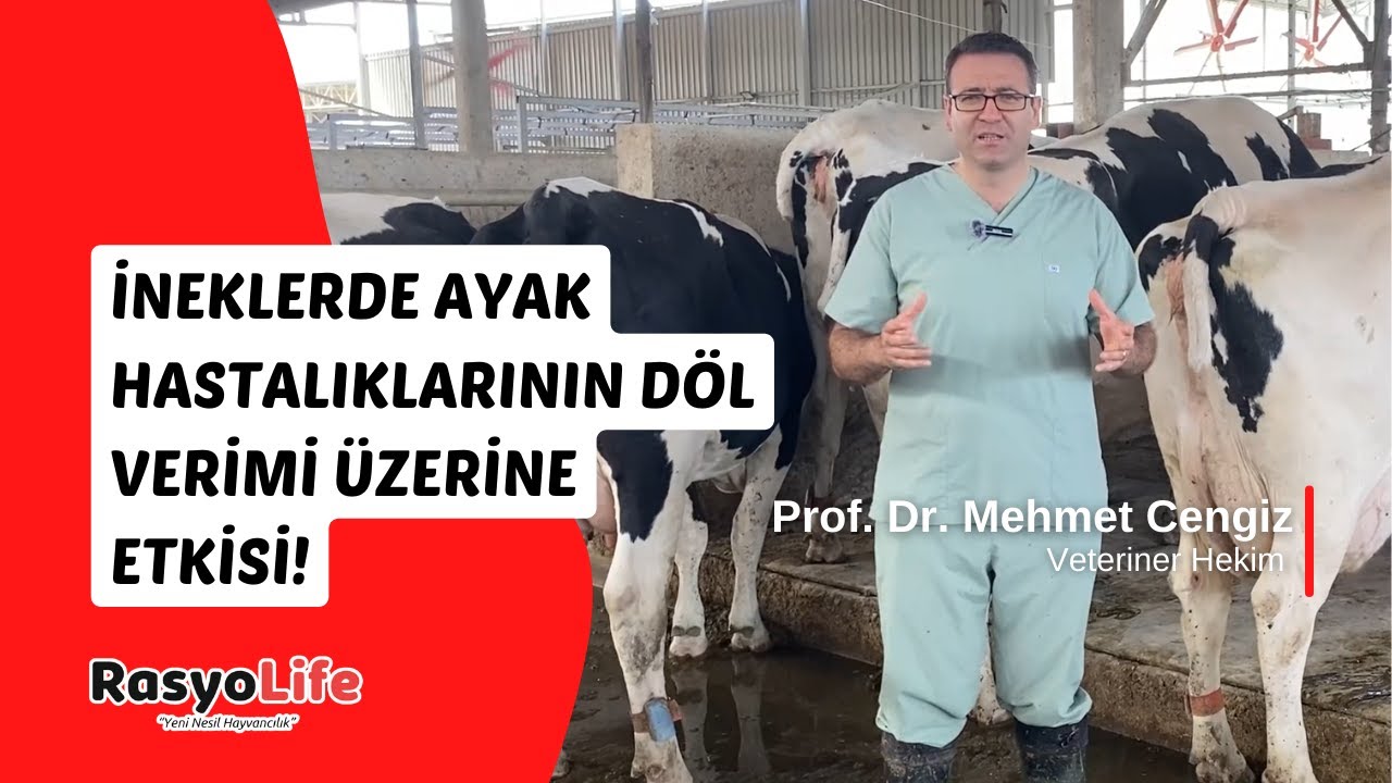 İneklerde Ayak Hastalıklarının Döl Verimi Üzerine Etkisi (Prof. Dr. Mehmet Cengiz)