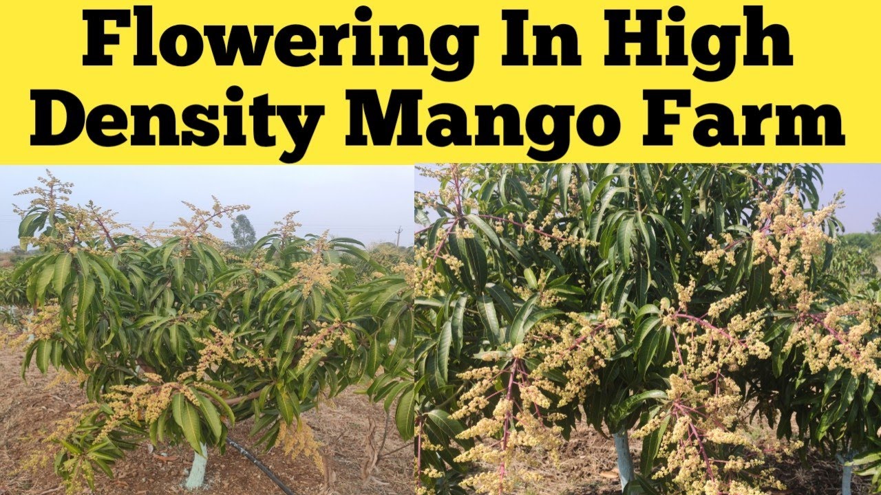 Flowering in 2.5 Years Old High Density Mango Farm | 2.5 साल पुराना उच्च घनत्व वाला आम का खेत