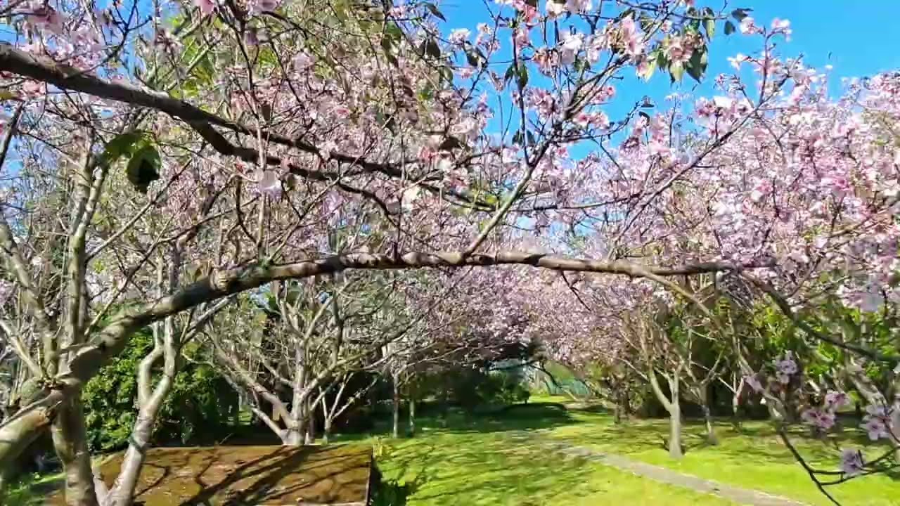 1150317花卉試驗中心的吉野櫻.1