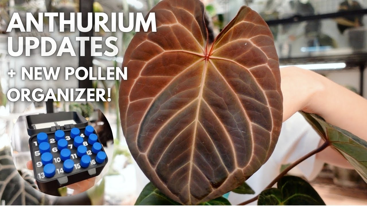 More on my substrate journey, updates on growth, and anthurium breeding!