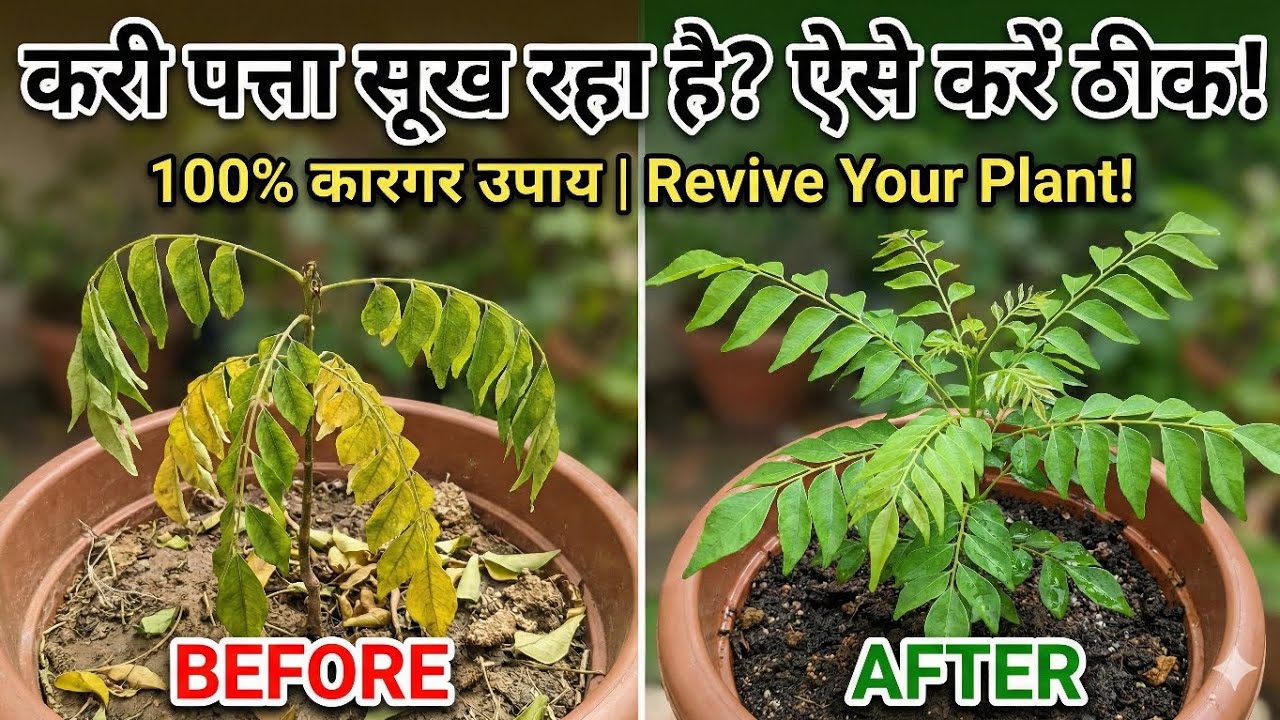 मरते हुए  करी पत्ता प्लांट को कैसे बचाएं   Curry patta plant care  all about carry leaves plant