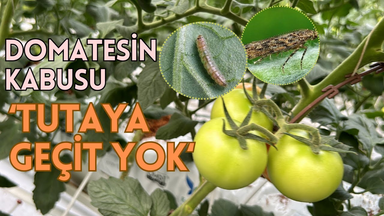 %100 Zarar Yapabiliyor, TUTA-Domates Güvesine Karşı ÇÖZÜM YOLLARI (Entegre Mücadele, Etkili Netice)