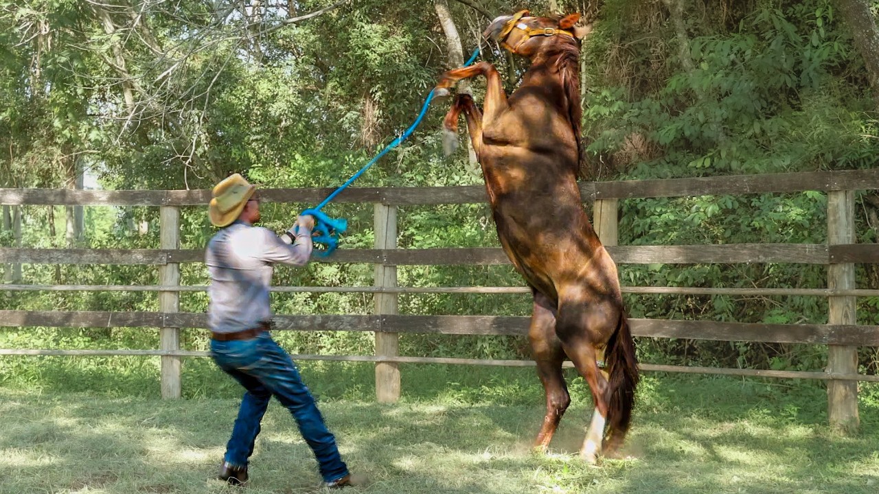 Halter Breaking A Young Horse! | Monty Roberts Dually Halter Review