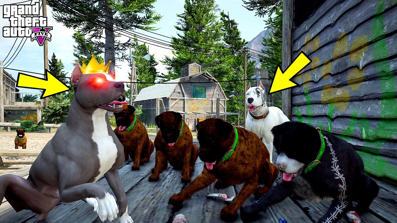 TERMİNATÖR KÖPEK ÇETESİNE DİZ ÇÖKTÜRÜYOR! - GTA 5 PİTBULL'UN HAYATI