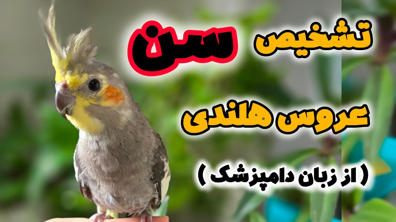 تشخیص سن عروس هلندی | cockatiel age identification