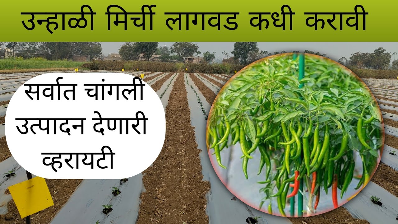  उन्हाळी मिर्ची लागवड कधी करावी,  सर्वात चांगली उत्पादन देणारी व्हरायटी कोणती आहे. #farming 