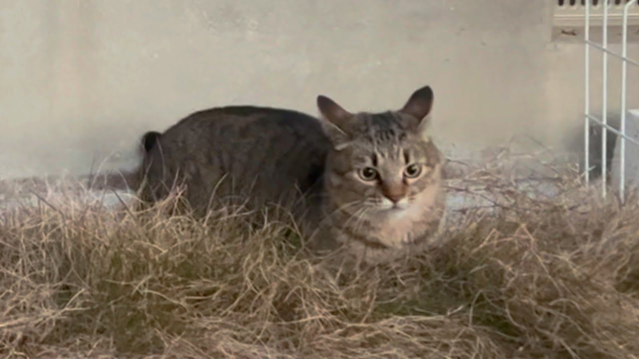 突然キレキレな動きで暴れ始めた猫