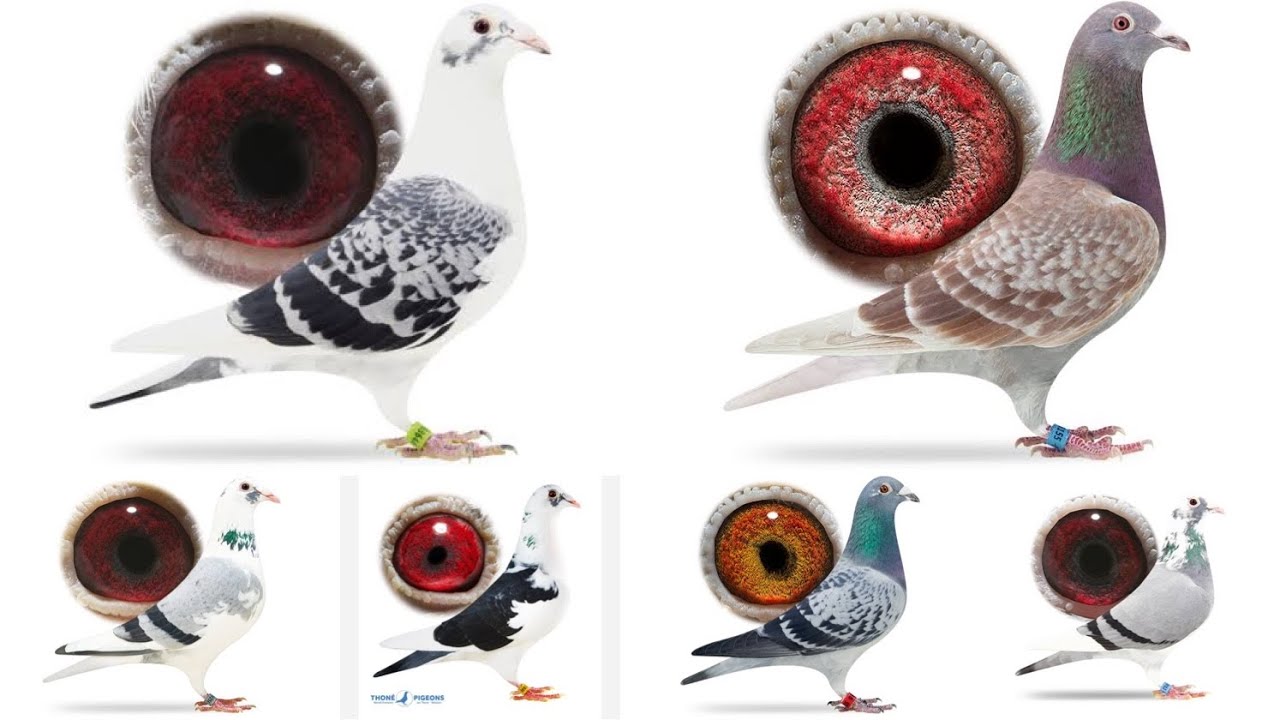 Dirk ven den Bulck Racing Pigeons | Kittel | Racer Pigeon