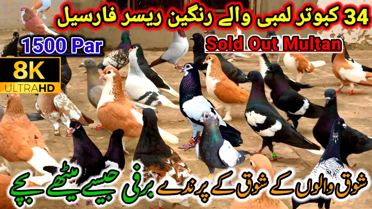 Lambi Wala Rangeen Kabootar ForSale | 34 Long Rider Birds | KabootarBazi | Kabutar Sale