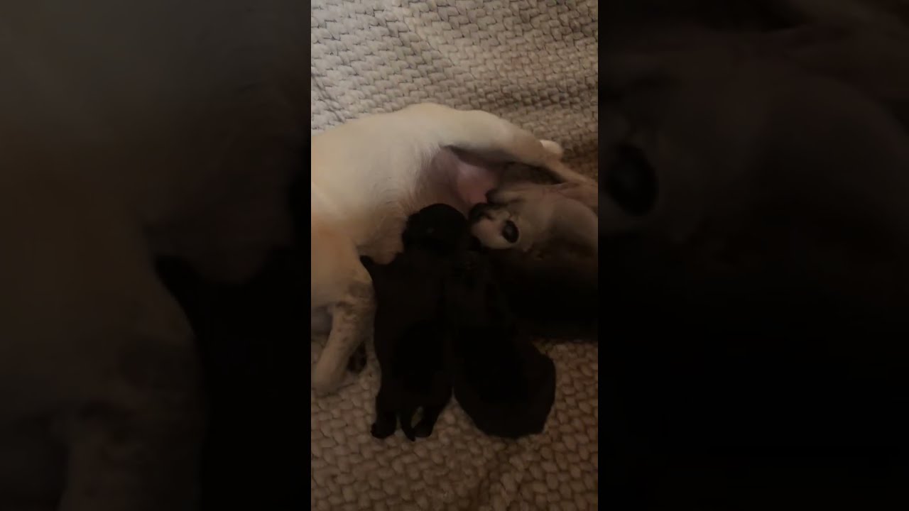 Pug Puppies Sleeping 🐶 Calm, Cute & Relaxing (HD)