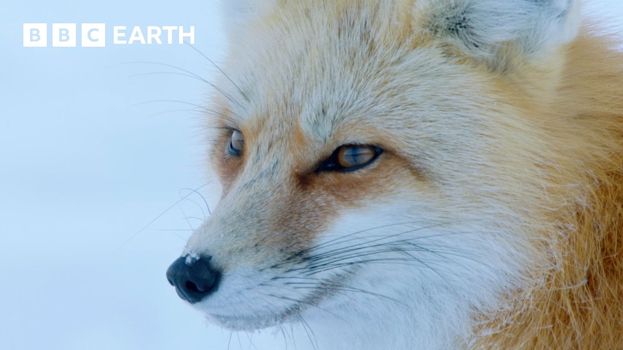 🔴 LIVE: Dramatic Yellowstone Moments | BBC Earth