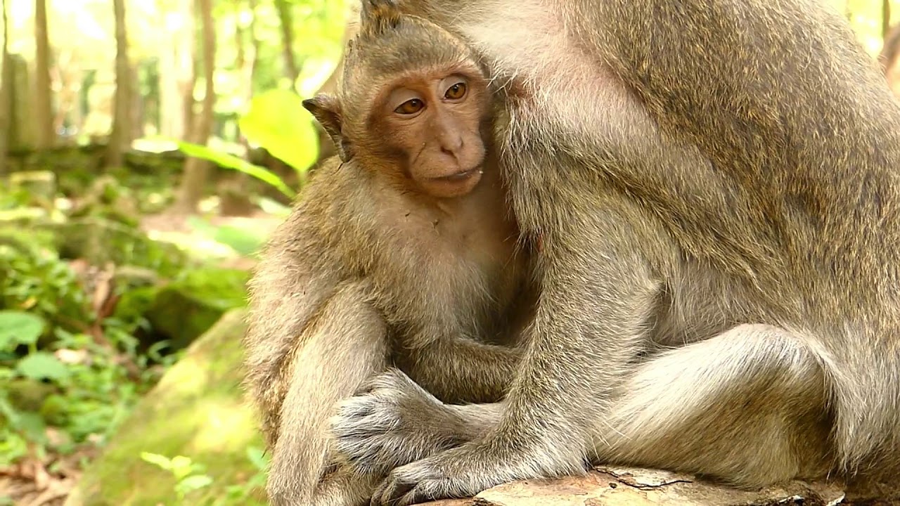 Baby Timo Monkey So Sad Coz Mother Baby Break Milk | Timo Baby Live Hungry | Monkey Crying