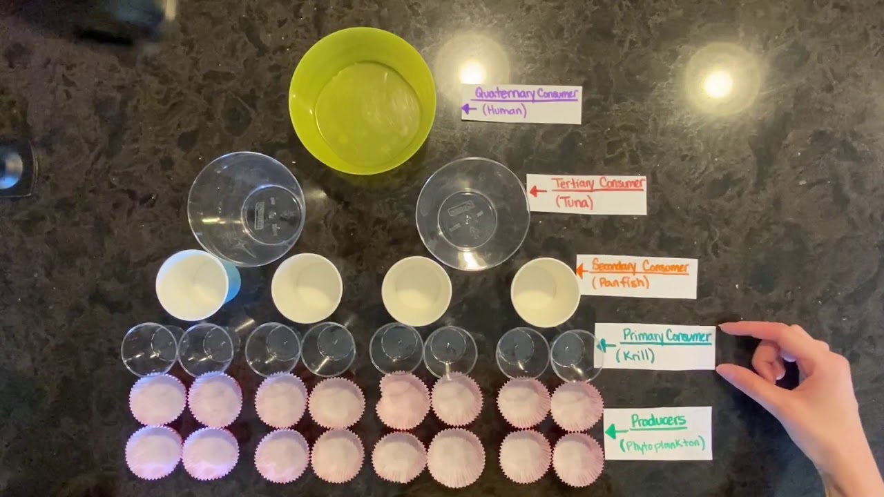 Bioaccumulation and Biomagnification
