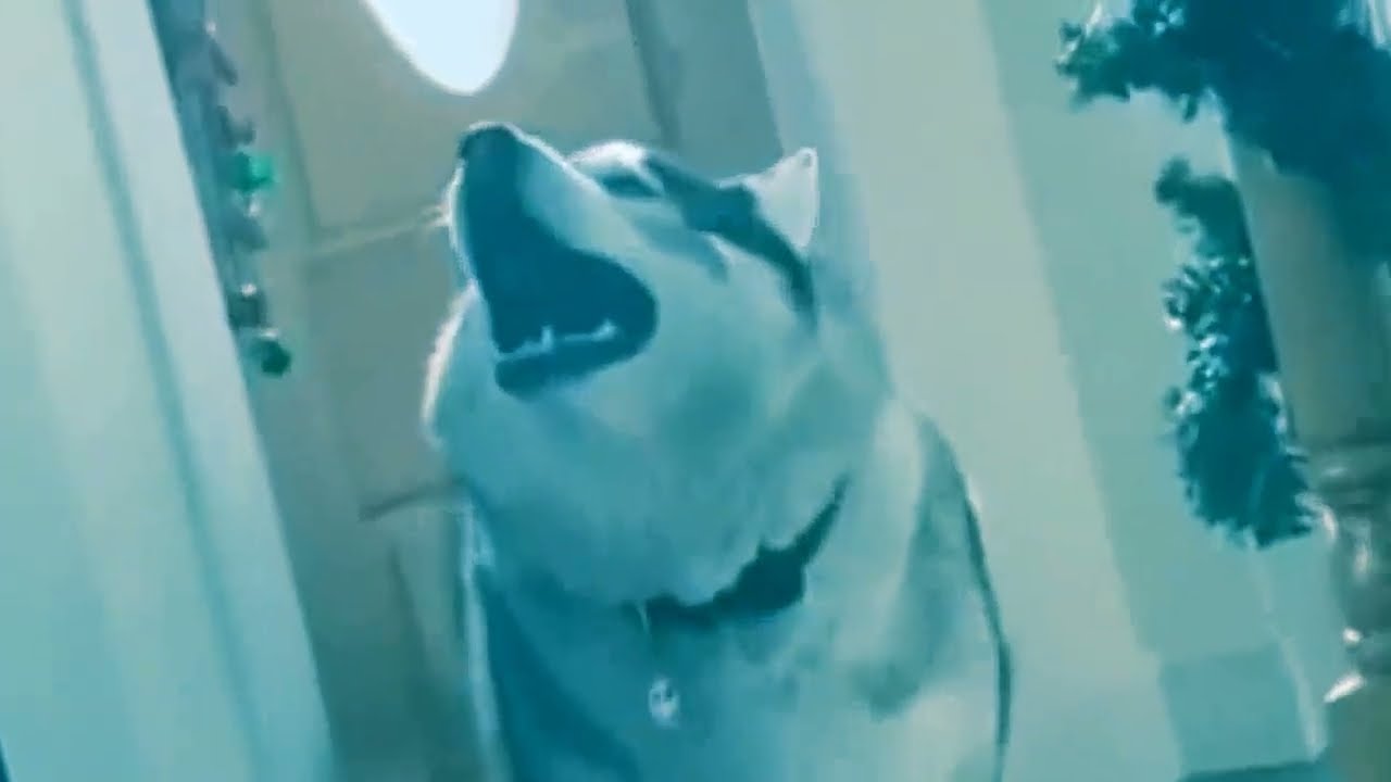 Awoooo (1 Hour Version)