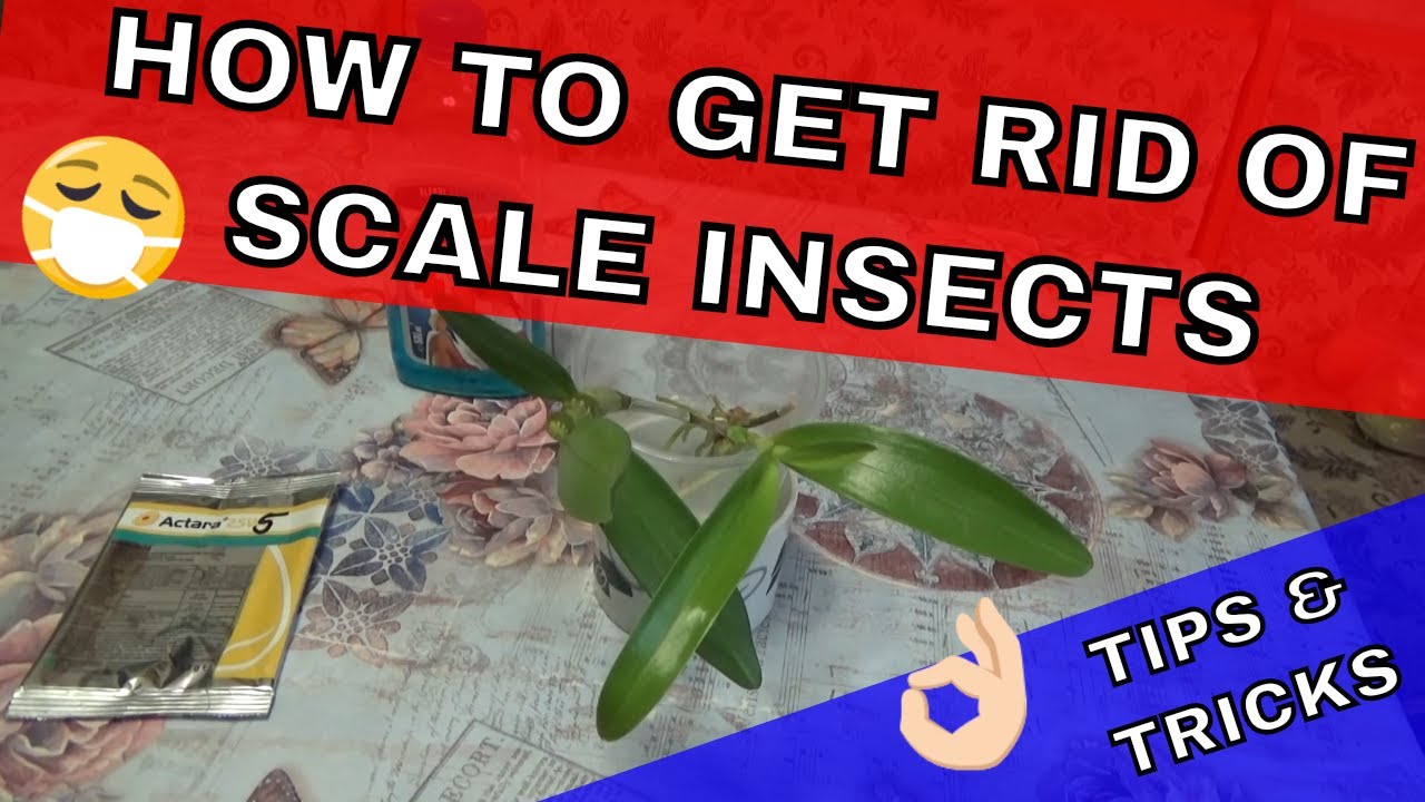 How To Get Rid Of Scale Insects On Orchids - TIPS & TRICKS