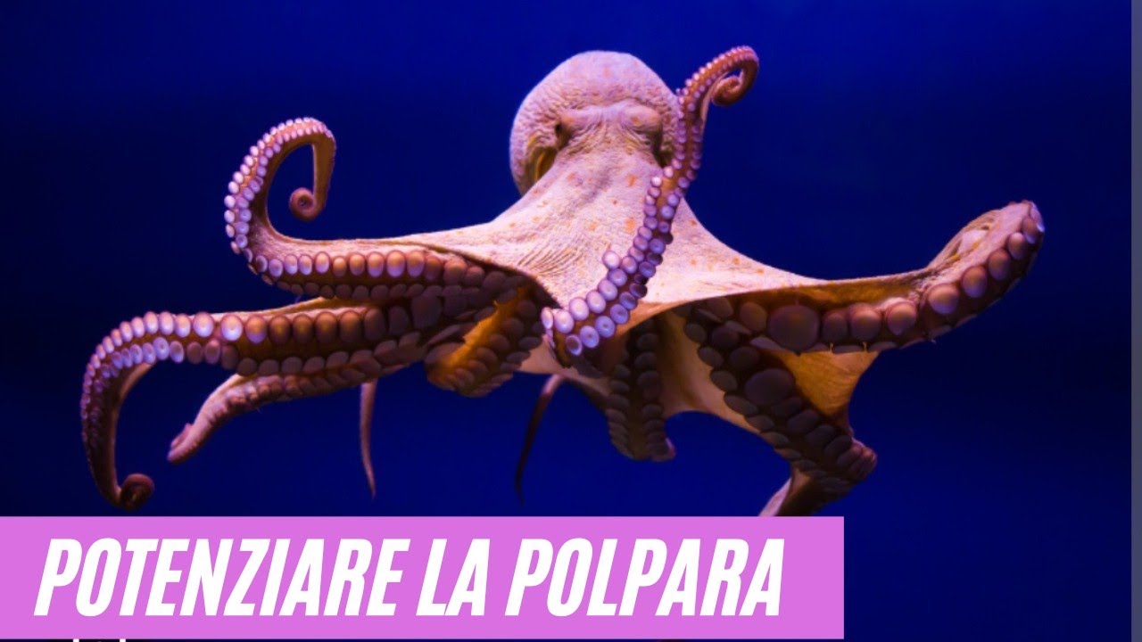 COME POTENZIARE LA NOSTRA POLPARA - GLI SPECCHIETTI