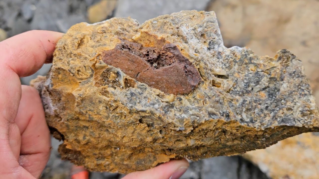 [Fouille Fossile] - Des ossements de reptile, des ammonites et du bivavle dans le Nord de la France
