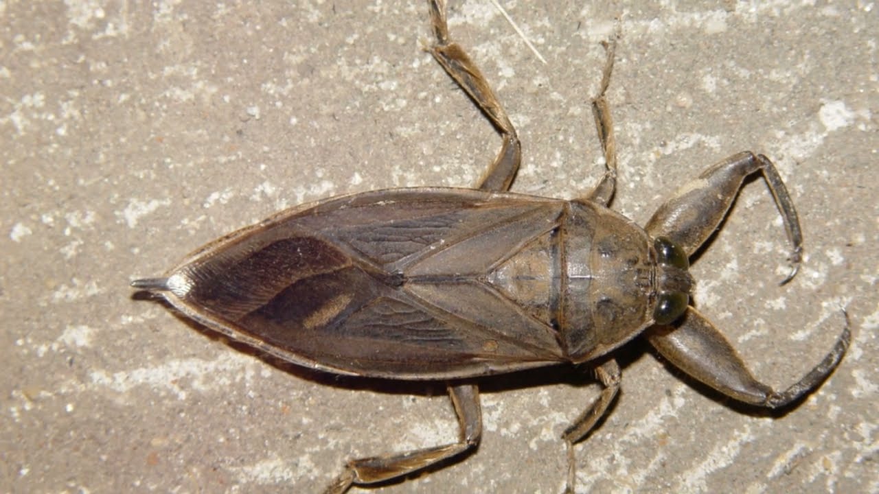 Top 5 Most Dangerous Insects on  2024 06 20 2