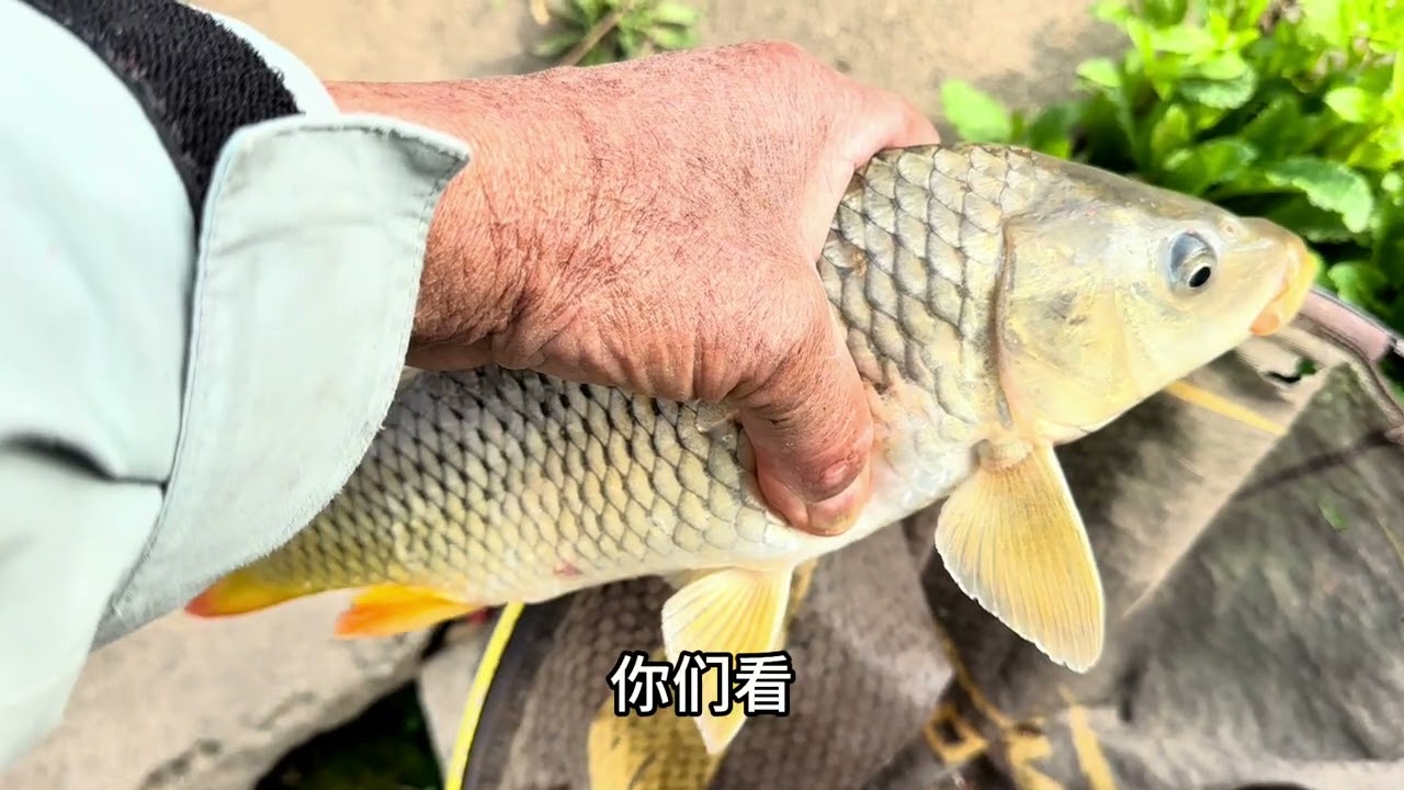 本想来钓大板鲫，不料连上3条大鲤鱼··· #聚鱼多 #方块饵 #钓鱼王地狱猫 #钓鱼的乐趣只有钓鱼人懂