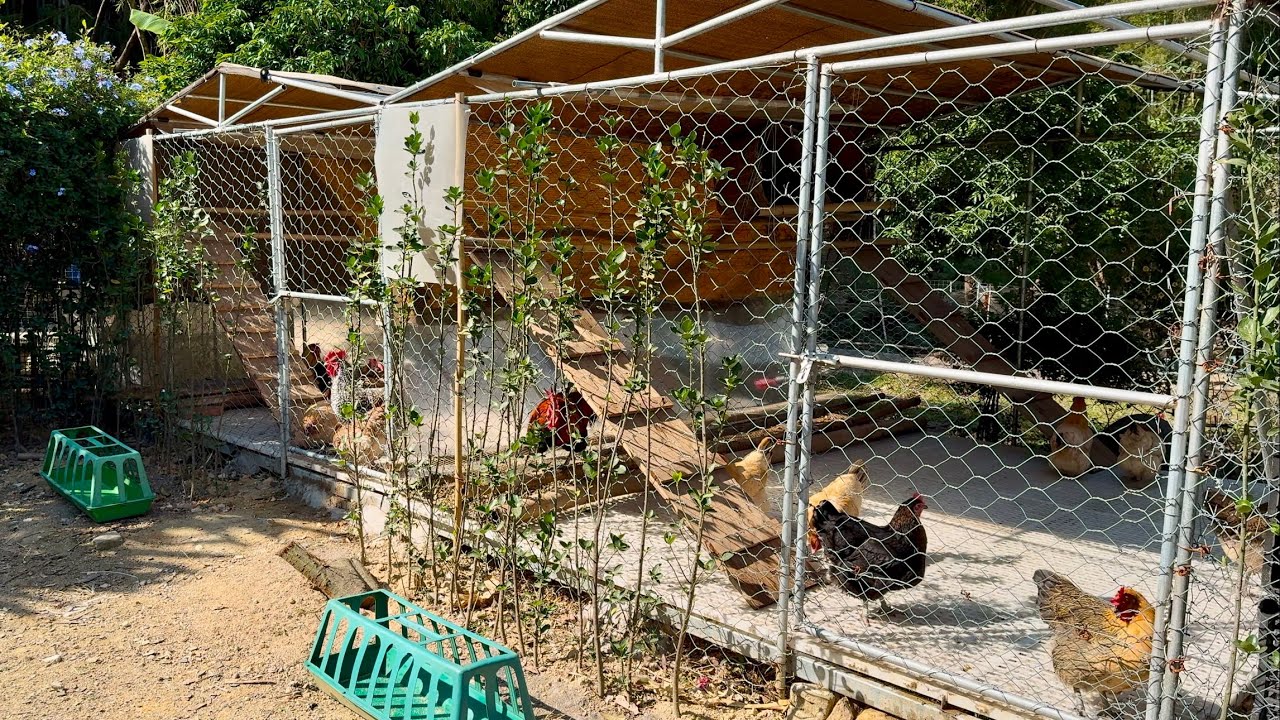 想养鸡但是又怕脏的朋友，这个鸡棚你值得拥有