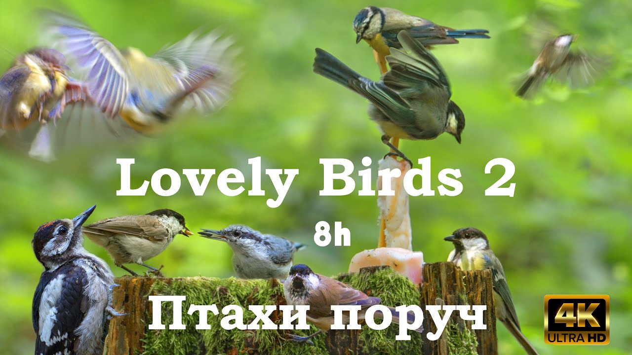 8 hours 4k video for CATs and birds singing 2 Птахи поруч