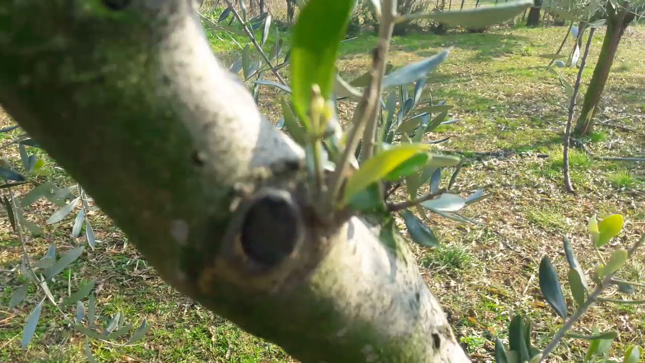 No al Taglio Indiscriminato dei Succhioni Interni alle Brache dell'Olivo 🛑🛑🛑🛑