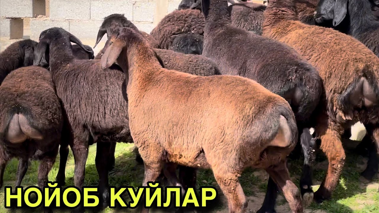 МАШАЛЛОХ! НОЙОБ КУЙЛАР! ☎️+998 87 794 9191