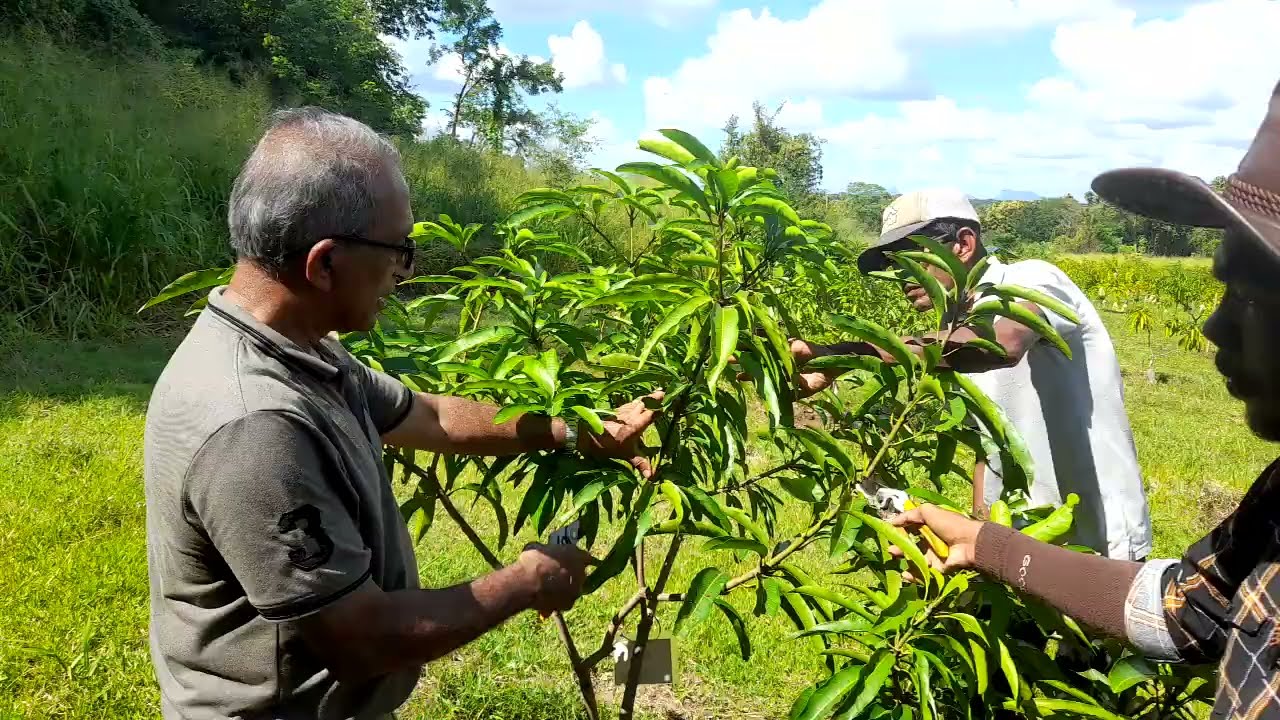 ටොම්ජේසි අඹ ගස් කප්පාදුවේ විද්‍යාව. (Scientific way to prune TOMEJC mango plants)