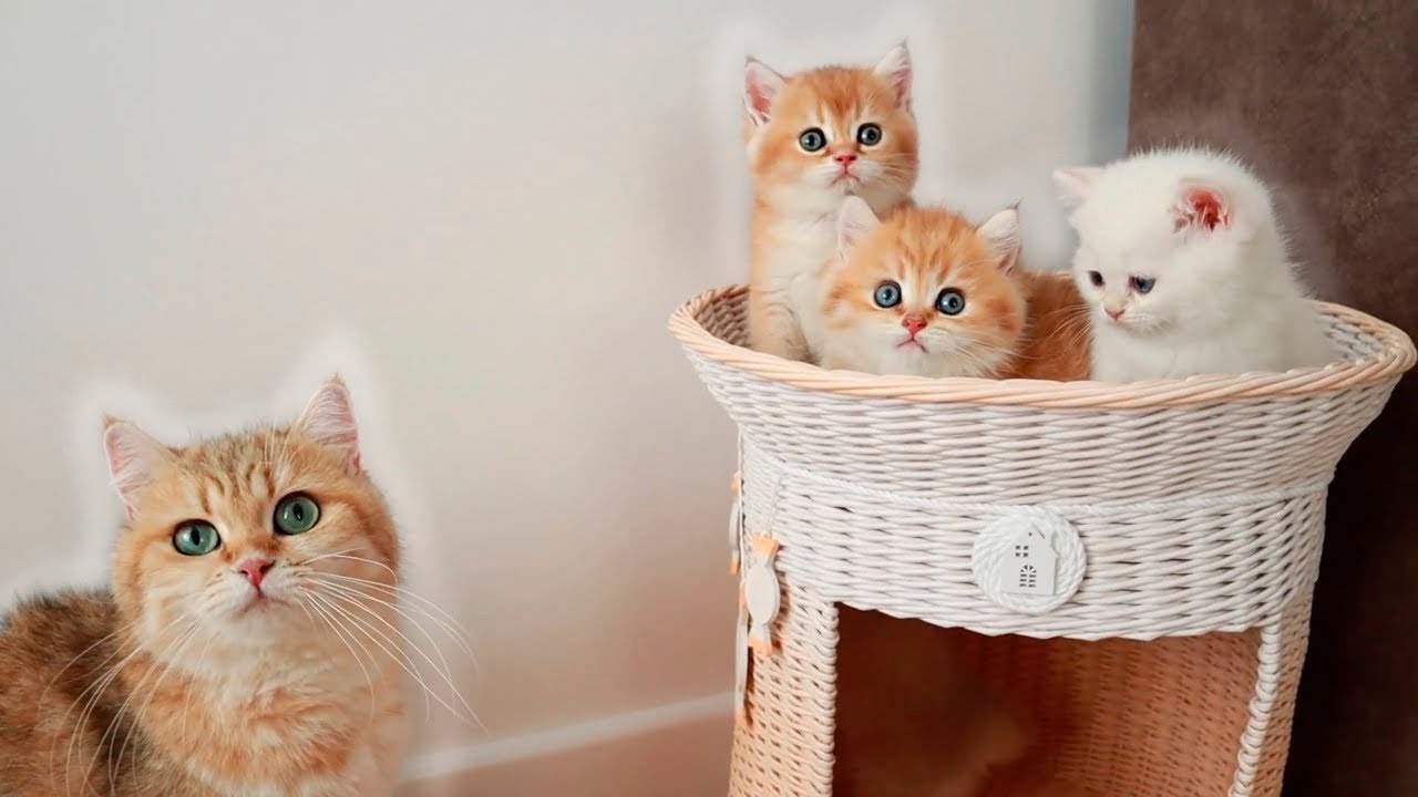 Кошка мама пытается собрать всех своих играющих котят вместе и накормить их.