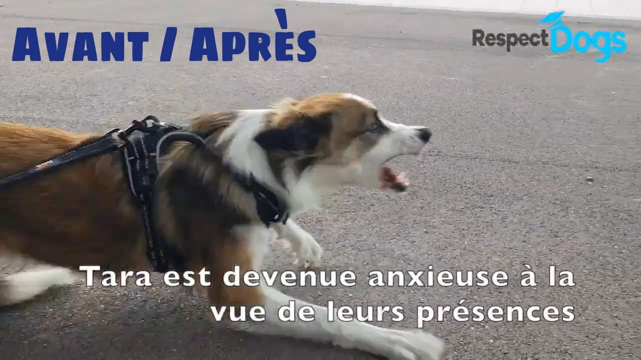 BORDER COLLIE craintif : éducation et désensibilisation ! Avant/Après par Respectdogs Arcachon