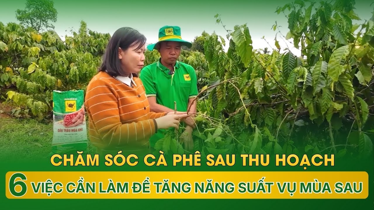 Chăm sóc cà phê sau thu hoạch: 6 việc cần làm để tăng năng suất vụ mùa sau